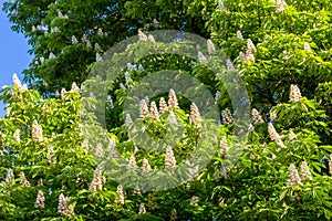 Tree of chestnut flowers