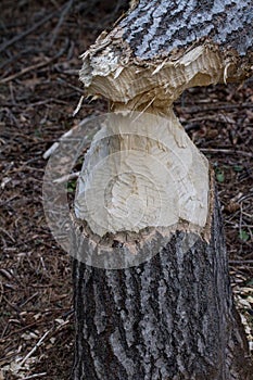 Tree chewed by beaver