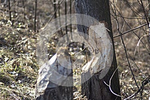 Tree chewed by beavers