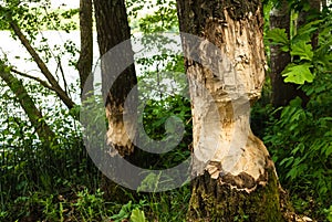 A tree chewed down by beavers