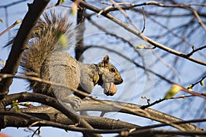 Tree , chewing nut