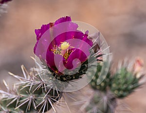 Tree Chola – Cactus Flower
