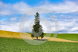 A Tree of Christmas Tree at Biei Patchwork Road, Hokkaido, Japan