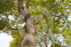 Tree Cinnamomum camphora photo