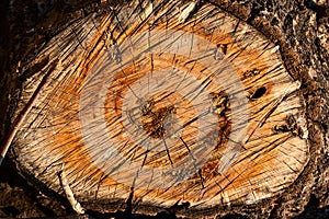 Tree circle rings old weathered wood texture with the cross section of a cut log