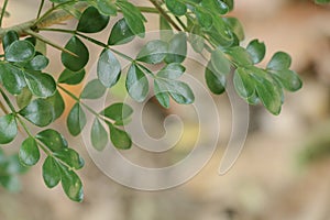 Tree Citrus lucida at garden