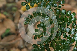 Tree Citrus lucida at garden