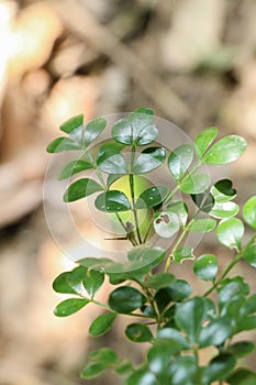 Tree Citrus lucida at garden