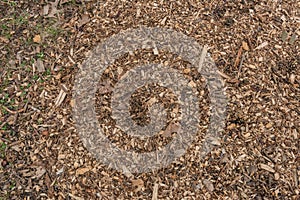 Tree in a city park wood chips chunks chipping protection ground tree bed, for protection
