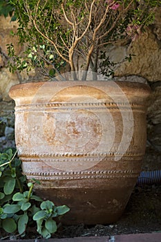 Tree in a clay pot