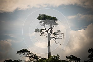 Tree on clean blue sky.