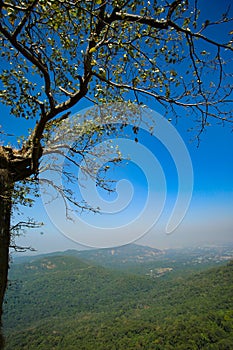 Tree Clear Against The Blue Sky