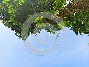 Tree and Clear Blue sky After Sunrise