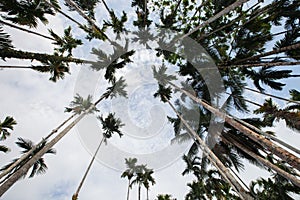 tree with clear sky in Tropicana