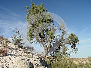 Un albero sul scogliera 