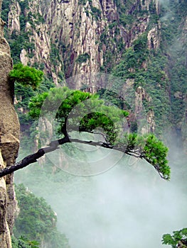 Tree on Cliff