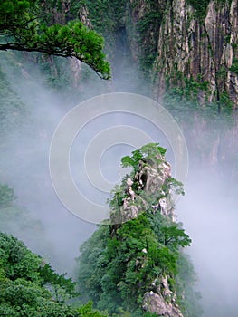 Tree on Cliff