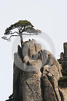 Tree on a Cliff