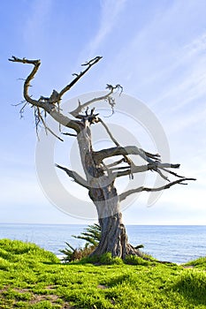 Tree on a cliff