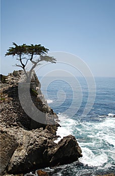 Tree on a cliff, Pacific Ocean