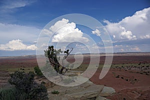 Tree on cliff on the San Rafael Swell