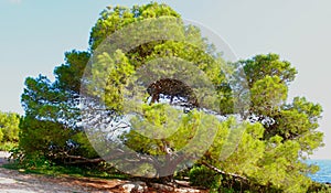 Large tree by the sea