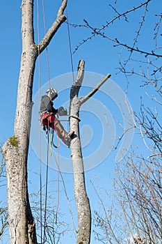 Tree climber fells a tree piece by piece
