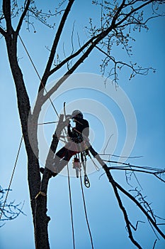 Tree climber fells a tree piece by piece