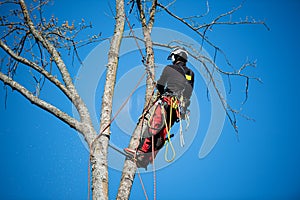 Tree climber fells a tree piece by piece