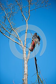 Tree climber fells a tree piece by piece