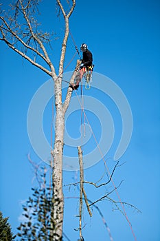 Tree climber fells a tree piece by piece