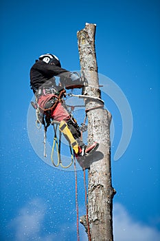 Tree climber fells a tree piece by piece