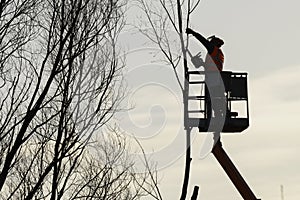 Tree climber with saw and harness, lumberjack at work