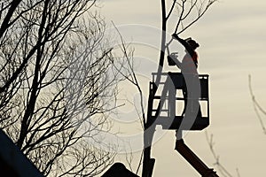 Tree climber with saw and harness, lumberjack at work