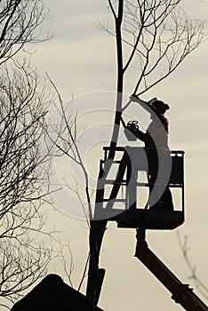 Tree climber with saw and harness, lumberjack at work