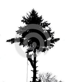 Tree climber at works silhouette