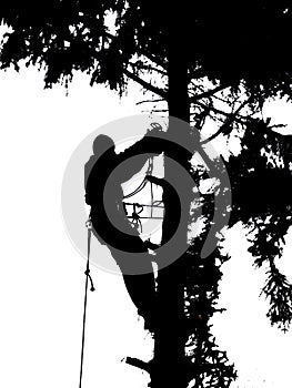 Tree climber at works silhouette