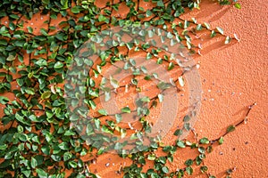 Tree climbing cover on the wall background.