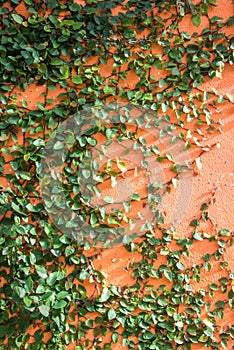 Tree climbing cover on the wall background.