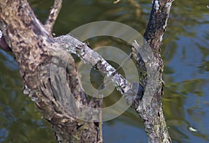 Tree climbing crab on a branch