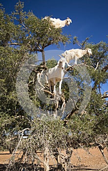 Tree Climbing Goats in Morocco
