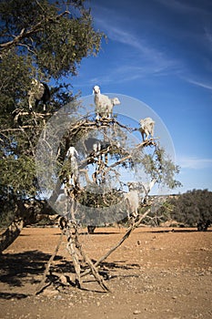 Tree Climbing Goats in Morocco