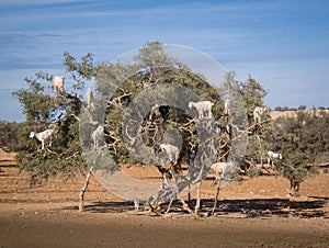 Tree Climbing Goats in Morocco