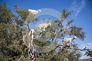 Tree Climbing Goats in Morocco