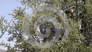 Tree climbing goats in Morocco