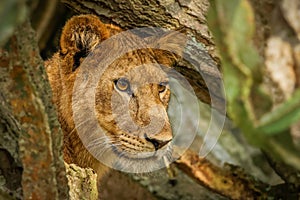 Tree climbing lion in Ishasha, Queen Elizabeth National Park, Uganda. photo