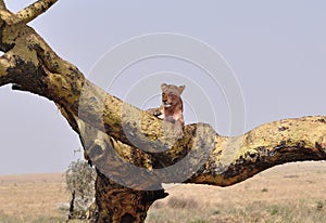 A tree climbing lion resting on a branch