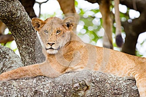 Tree climbing lion rests in Africa