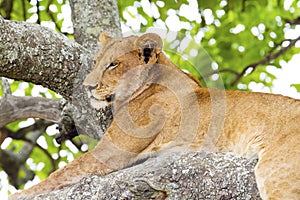 Tree climbing lion rests in Africa