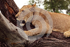 Tree-climbing lion, Serengeti, Africa